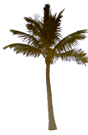 Palm Tree